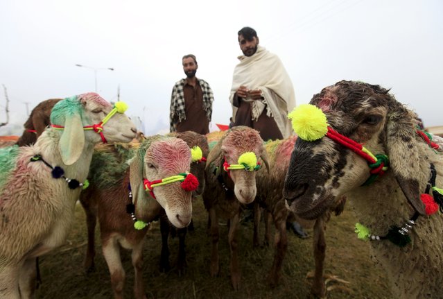 Men look at sacrificial sheep decorated for sale at the animal market on the outskirts of Karachi, Pakistan, September 22, 2015. (Photo by Faisal Mahmood/Reuters)