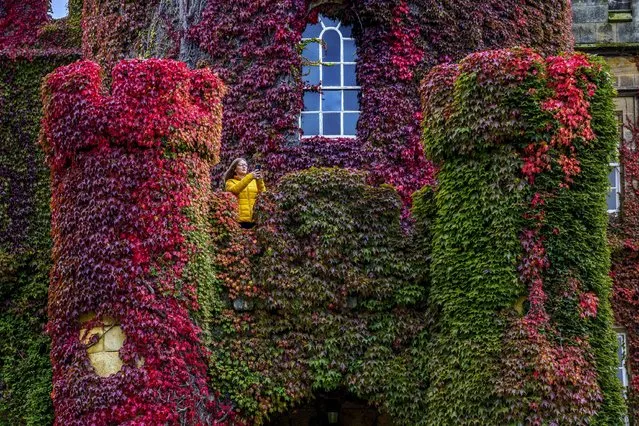 Autumnal colours spread across the ivy at Swinton Park Hotel in North Yorkshire on September 28, 2022. (Photo by James Glossop/The Times)