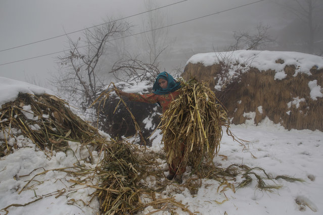 A Kashmiri village woman collects fodder for her cattle on a snow covered field on the outskirts of Srinagar, Indian controlled Kashmir, Tuesday, December 12, 2017. Heavy snowfall and rains have forced authorities in Indian controlled Kashmir to close the only all weather road link that connects the Kashmir valley to the rest of India. (Photo by Dar Yasin/AP Photo)
