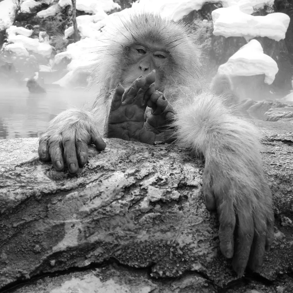 “Snow Monkey”
