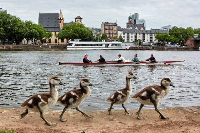 Goslings of Egyptian geese walk along the bank of the river Main in Frankfurt, Germany, as a rowing boat passes by on Wednesday, May 7, 2025. (Photo by Michael Probst/AP Photo)
