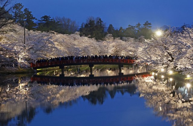 Cherry blossoms in full bloom are lit up at Hirosaki Park in Hirosaki City, Aomori Prefecture on April 21, 2025. Hirosaki Park is one of the most famous cherry blossom viewing spots in Japan, with around 1,700 Somei-Yoshino cherry trees in full bloom. There are around 2,600 cherry trees of 52 varieties planted in the park. (Phoot by The Yomiuri Shimbun via AP Images)