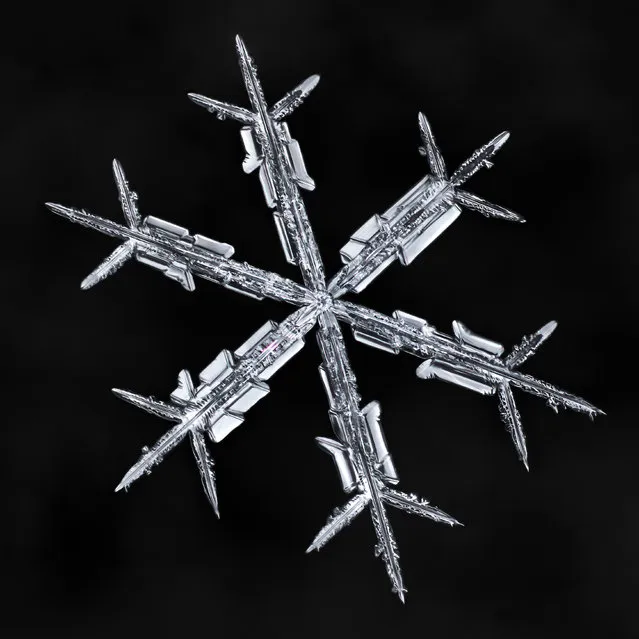 All of these snowflakes are photographed on the same home-made black mitten as a background. (Photo by Don Komarechka/Caters News Agency)