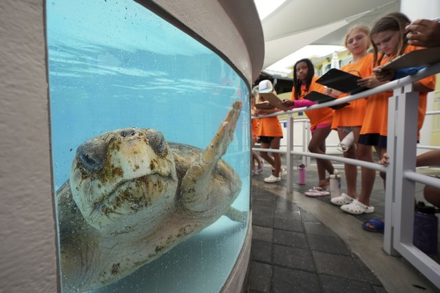 A summer camp group completes a worksheet as they observe Pennywise, a 300-pound adult Loggerhead sea turtle that is undergoing treatment after being found with injuries from a boat strike, at Loggerhead Marinelife Center in Juno Beach, Fla., Wednesday, June 4, 2025. (Photo by Rebecca Blackwell/AP Photo)