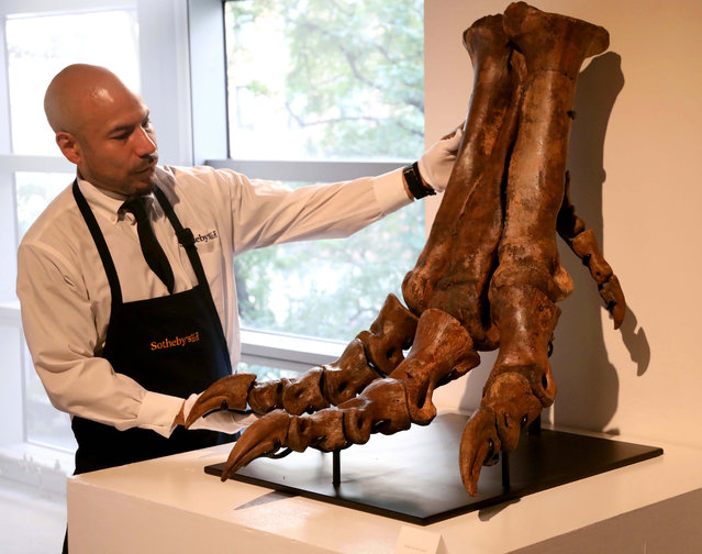 A handler seen with an articulated Tyrannosaurus Rex Foot Late Cretaceous Period (approx. 67 million years ago), Hell Creek Formation, Garfield Co., Montana, estimate $250,000 - 350,000, on view at the press preview for Geek Week 2025 held at Sotheby's New York on July 8, 2025. (Photo by Nancy Kaszerman/ZUMA Press Wire/Rex Features/Shutterstock)
