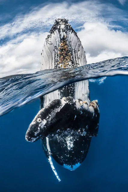 Wide-angle category - winner. “Humpback whale spy hopping” by Greg Lecoeur (France). Location: Vavau’ , Tonga. Tonga offers probably the best opportunity to interact with humpback whales in blue water. The judges commented: “An amazing subject, caught at the precise peak of the action. Greg’s split level is an image that truly justifies being a split level. The gesture of the humpback reaching out with its pectoral fin completes the moment”. (Photo by Greg Lecoeur/UPY 2018)