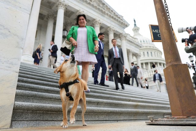 U.S. Representative Emily Randall (D-WA) walks with her dog Bad Bunny, as House Members depart, after a vote, for their summer recess from the U.S. Capitol in Washington on July 23, 2025. (Photo by Jonathan Ernst/Reuters)