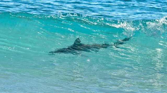 A spinner shark swims just offshore on Midtown Beach in Palm Beach on Tuesday. (Photo by Jeffrey Langlois/Palm Beach Daily News)