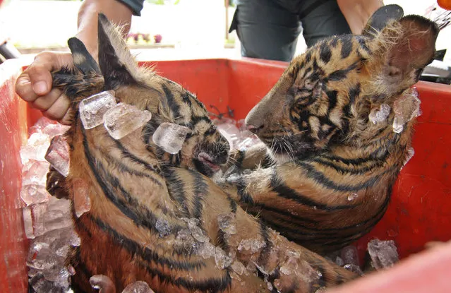 A forest police shows two eviscerated body of Sumatran tigers found in a cool box after it was confiscated from villagers at the Deli Serdang district in Indonesia's North Sumatra province June 3, 2008. The eviscerated body of the Sumatran tigers were being prepared to be sold to another province, an official said. (Photo by Y. T. Haryono/Reuters)