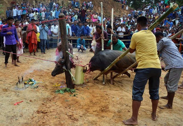 Hindu devotees sacrifice a buffalo calf as part of a ritual during the Durga Puja festival at a temple on the outskirts of Guwahati, in the northeastern state of Assam, India, October 9, 2016. (Photo by Anuwar Hazarika/Reuters)