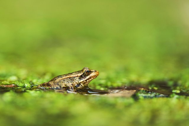 A red-legged froglet peeks out in a restoration pond that is part of a cross-border effort to bring back the native species in both Baja California, Mexico, and Southern California, Monday, August 11, 2025, on a ranch outside of El Coyote, Mexico. (Photo by Gregory Bull/AP Photo)