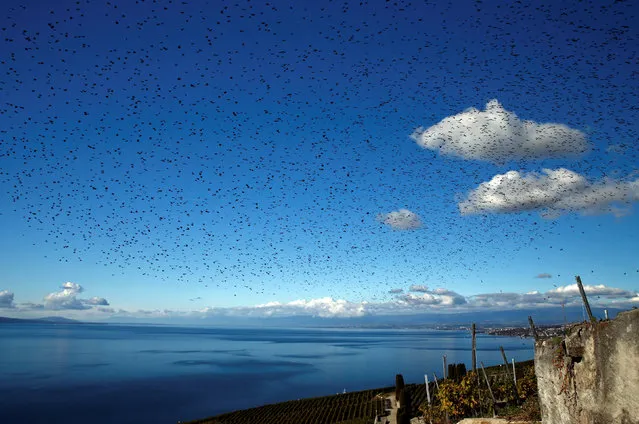 A flock of starlings flies over Lake Leman and the vineyards of the Lavaux on an autumn morning near Grandvaux, Switzerland October 20, 2016. (Photo by Denis Balibouse/Reuters)