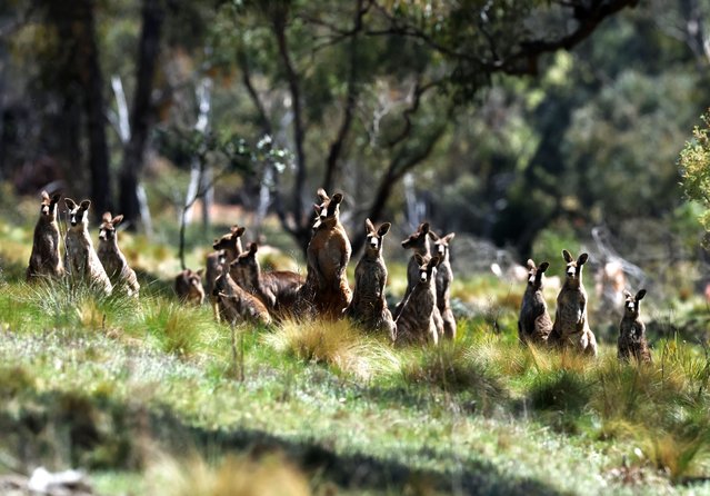 Kangaroos are seen next to the track during practice ahead of the 2025 Bathurst 1000 which is part of the 2025 Supercars Championship at Mount Panorama on October 10, 2025 in Bathurst, Australia. (Photo by Robert Cianflone/Getty Images)