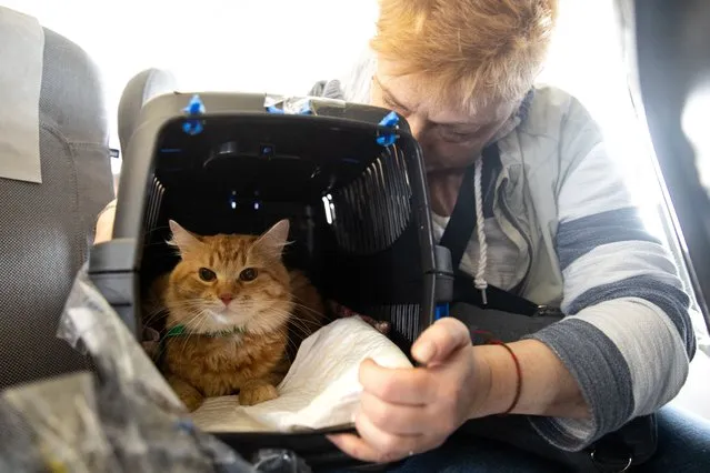 A family member of wounded Ukrainian soldiers with a cat onboard a medical evacuation (Medevac) airplane, in Rzeszow, Poland on March 23, 2023. The flying hospital, a transformed passenger plane owned by Scandinavian carrier SAS, lands at Rzeszow airport in southeastern Poland, 70 kilometres (44 miles) from the Ukrainian border, to pick up the injured before flying them over two days to Amsterdam, Copenhagen, Berlin, Cologne and Oslo. (Photo by Petter Berntsen/AFP Photo)