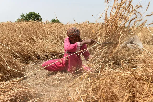 A Pakistani farmer harvests wheat in a field on the outskirts of Lahore, Pakistan on April 25, 2018. (Photo by Arif Ali/AFP Photo)