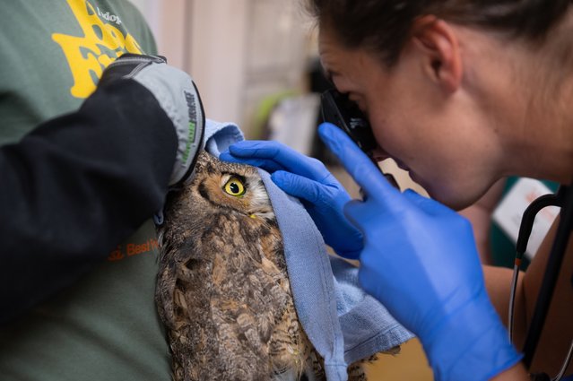 In this image provided by Best Friends Animal Sanctuary, veterinarian Kelsey Parras examines an owl in November 6, 2025, that was taken to the sanctuary in Kanab, Utah, after it fell into a concrete mixer. (Photo by Best Friends Animal Sanctuary via AP Photo)