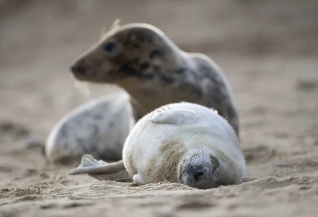 A grey seal and her pup on the beach at Horsey Gap in Norfolk, England, Sunday Jan. 10, 2021.  A worldwide group are participating in a one-day video conference Monday January 11, 2021, entitled the One Planet Summit aimed at protecting the world’s biodiversity, including protection of marine ecosystems. (Photo by Joe Giddens/PA Wire via AP Photo)