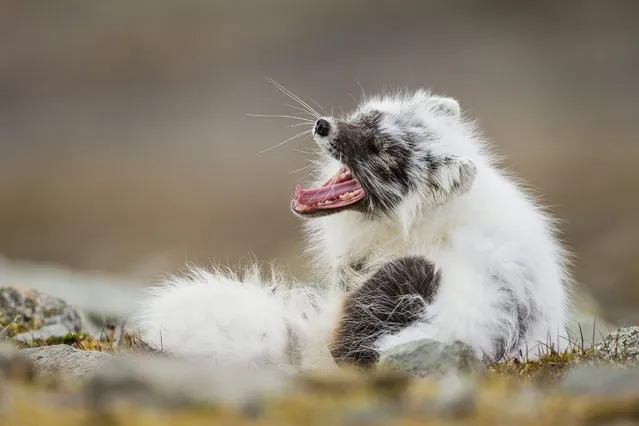 This is the adorable moment a windswept arctic fox was pictured waking up from a long sleep. The photo shows the bed-head white fur and brown face cub waking up from a sleeping in a field in Svalbard, Norway. The youngster is seen yawning and stretching readying itself for its next adventure. In the winter their fur is white – whilst in summer time it changes to a brown colour.  Professional wildlife photographer Kevin Morgans, 33, spotted the cubs on the last day of a two week trip in June 2018. (Photo by Kevin Morgans/South West News Service)