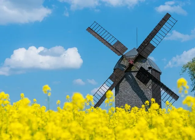 A picture made available on 13 May 2016 shows The post mill behind a yellow rapeseed field in Wilhelmsaue, Germany, 12 May 2016. The post mill was built between 1883 and 1884 and is today the last of it's kind in the region. On Pentecost Monday 16 May 2016, the 23rd German Mill Day is taking place, and the post mill will be open from 10AM to 5PM. (Photo by Patrick Pleul/EPA)