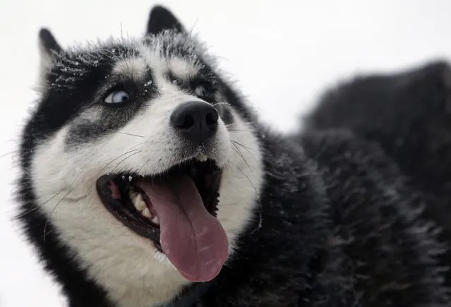 A dog rests during the Sedivackuv Long dog sled race in Destne v Orlickych horach January 23, 2015. (Photo by David W. Cerny/Reuters)