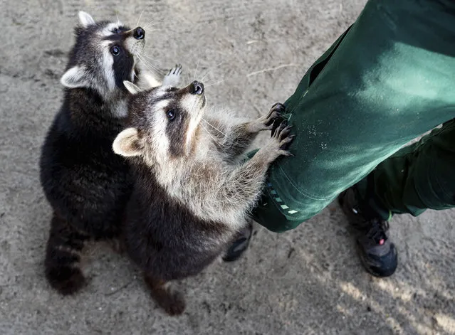 Raccoons are fed by an animal keeper at the Neumünster Zoo, Schleswig-Holstein on February 25, 2021. From 1 March 2021, after several months of lockdown in Schleswig-Holstein, zoos, zoos, garden centres, flower shops and nail salons will be allowed to reopen alongside hairdressing salons. (Photo by Axel Heimken/dpa)