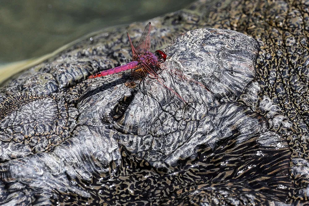 Some Photos: Insects