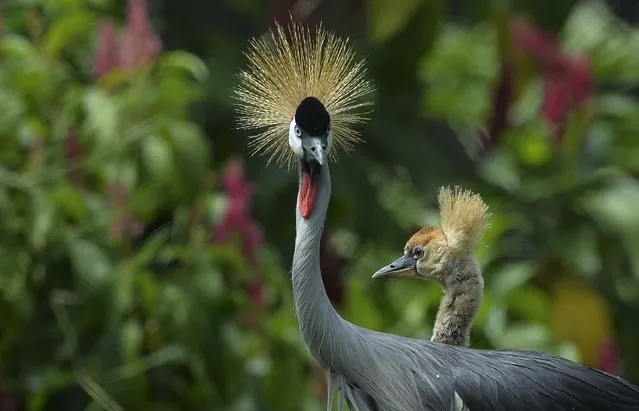 An African gray crowned crane (Balearia regulorum) – an endangered species – and her two-month old baby are seen at the Santa Fe zoo in Medellin, Antioquia department, Colombia on February 10, 2015. The animal was taken from the farm of the late drug lord Pablo Escobar. (Photo by Raul Arboleda/AFP Photo)