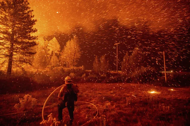 Embers fly above a firefighter as he works to control a backfire as the Delta Fire burns in the Shasta-Trinity National Forest, Calif., on Thursday, September 6, 2018. The blaze had tripled in size overnight. (Photo by Noah Berger/AP Photo)