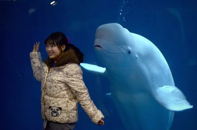 In this picture taken on January 10, 2016, a woman poses for a photo in front of a beluga whale at a zoo in Beijing. (Photo by Wang Zhao/AFP Photo)