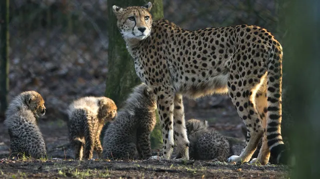 A Cheetah mother and her six cubs venture outside for the first time after their birth at Burgers' Zoo in Arnhem, eastern Netherlands, Tuesday, December 20, 2016. The forteen-week-old sixtuplets were born on Sept. 14, 2016. (Photo by Peter Dejong/AP Photo)