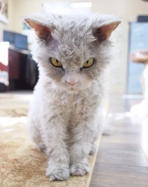 A Beautiful Scowling Curly-Haired Cat