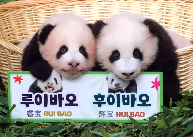 Female giant panda cub twins are made public at Everland in Yongin, 42 km south of Seoul, South Korea, on 12 October 2023, as their names have been decided as “Rui Bao” and “Hui Bao”, respectively, via a public contest. The cubs were born to 9-year-old giant panda Ai Bao and her partner, the 10-year-old Le Bao, at the amusement park on 07 July. (Photo by Yonhap/EPA)
