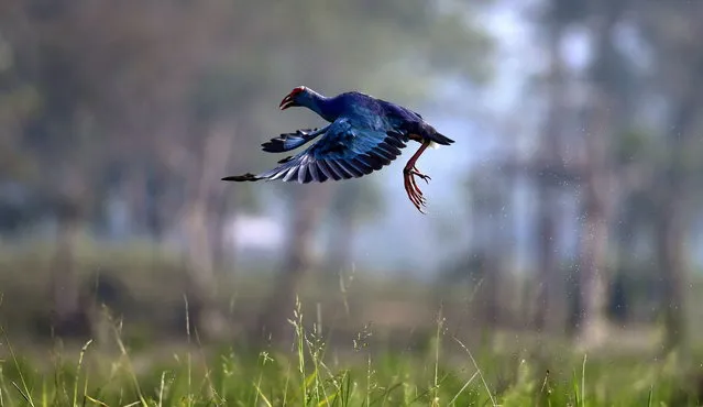 A Purple moorhen flies at Chandubi Lake in Kamrup (metro) district of Assam, India, 29 December 2018. Chandubi Lake is a major tourist destination of Assam where tourists come in large numbers for picnic during this time of the season. (Photo by EPA/EFE/Stringer)