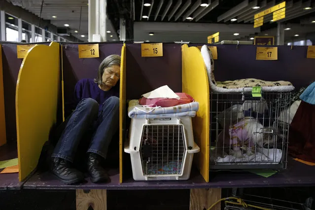 A dog owner sleeps in the benching area before judging at the 2016 Westminster Kennel Club Dog Show in the Manhattan borough of New York City, February 15, 2016. (Photo by Mike Segar/Reuters)