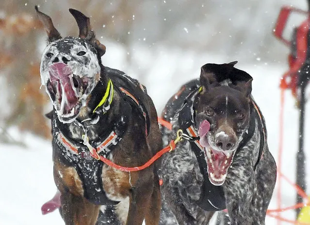 Two dogs compete in a sled dog race in Todtmoos, southern Germany,Saturday, January 26, 2019. (Photo by Uli Deck/dpa via AP Photo)