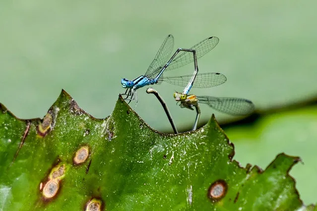 Dragon flies mate on a leave in a pond at Garden by the Bay in Singapore on October 11, 2023. (Photo by Roslan Rahman/AFP Photo)