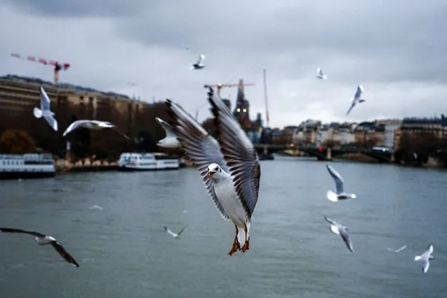 A Seagull hovers over the river Seine under a cloudy sky in Paris on December 26, 2023. (Photo by Dimitar Dilkoff/AFP Photo)