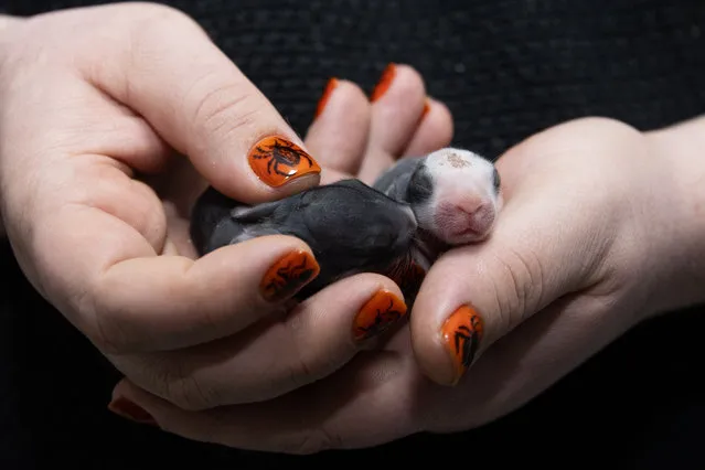 A person holds newborn rabbits as rabbits were caught and treated during rescue operations carried out by animal lovers for days, is seen with her newly born babies in Ankara, Turkiye on January 23, 2024. Of the nearly 50 domestic rabbits left on the bridge on the Ankara-Eskisehir road, 32 were caught and treated by animal lovers during rescue operations. (Photo by Ismail Aslandag/Anadolu via Getty Images)