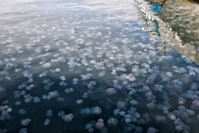 Jellyfish swarm the waters of the Black Sea around Odesa port, southern Ukraine on October 4, 2021. (Photo by Ukrinform/Rex Features/Shutterstock)