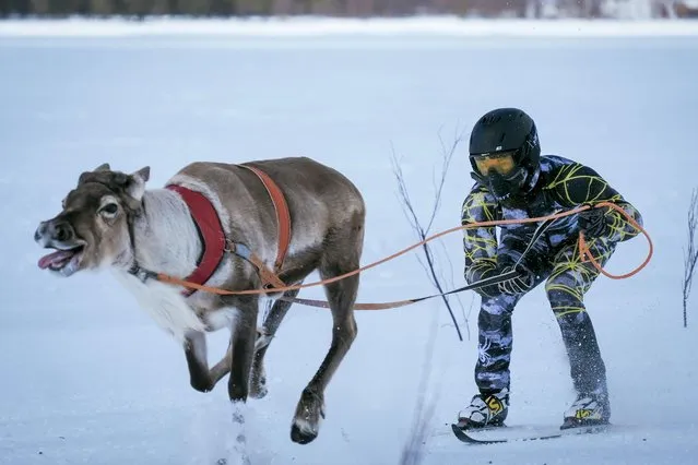 Reindeers pull their jockeys as they compete on the 1 km ice track of the final in the BRP Poro cup reindeer race on a lake in Inari, northern Finland on March 31, 2019. The competition is a six-stage championship run in the north of Finland during the winter months since 1950. Competitors race on skis pulled by a reindeer on a 1000 meter u-shaped track on the snow. (Photo by Alessandro Rampazzo/AFP Photo)