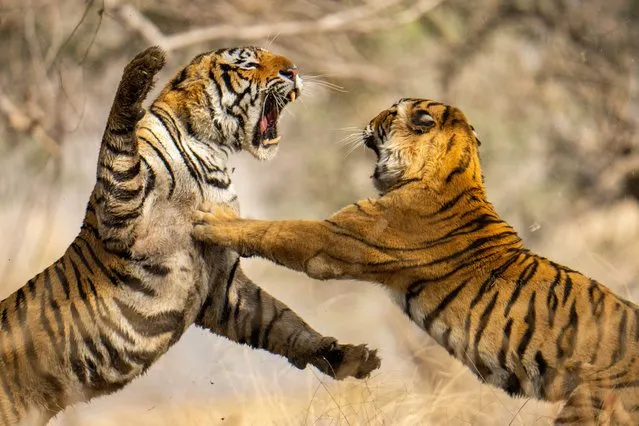 The fierce battle between tigers Ganesh (male) and Krishna (female) taken by photographer Jayanth Sharma, who watched the fight unfold on a recent photography trip to the Ranthambore National Park in Rajasthan, India in April 2022. (Photo by Jayanth Sharma/Animal News Agency)