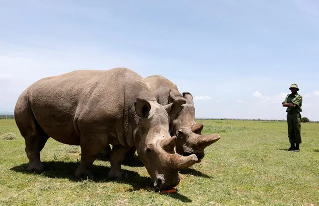 Najin (R) and her daughter Fatu, the last two northern white rhino females, graze near their enclosure at the Ol Pejeta Conservancy in Laikipia National Park, Kenya on March 31, 2018. One of the world's last two northern white rhinos, a mother and her daughter, is being retired from a breeding program aimed at saving the species from extinction. (Photo by Thomas Mukoya/Reuters)