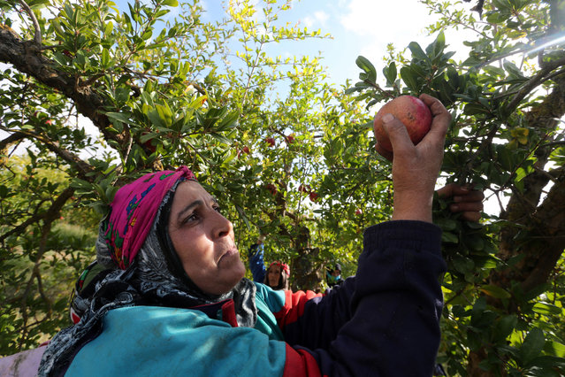 A Tunisian woman farmer harvests pomegranates at the village of Tastour in the North of Tunisia, 28 October 2021. The production of pomegranates is very old in Tunisia and dates back, at least, to the Phoenician era. Today Tunisia is ranked among the top 10 producing countries and represents 3 per cent of world supply. National production is increasing rapidly with a growth of 30 per cent. Across Tunisia, hundreds of hectares of plantations are emerging. Most Tunisian pomegranate producers export their fruit, about 80 percent of which is shipped to neighboring countries and also sold in Gulf countries. (Photo by Mohamed Messara/EPA/EFE)