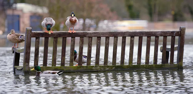 Ducks take refuge on a park bench which is surrounded by flood water in Henley-on-Thames in Oxfordshire, on February 19, 2014. (Photo by Andrew Matthews/PA Wire)