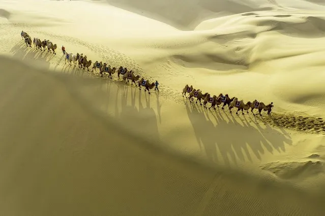 Aerial view of camels walking in a line at Kubuqi Desert on November 29, 2021 in Ordos, Inner Mongolia Autonomous Region of China. (Photo by Wang Zheng/VCG via Getty Images)