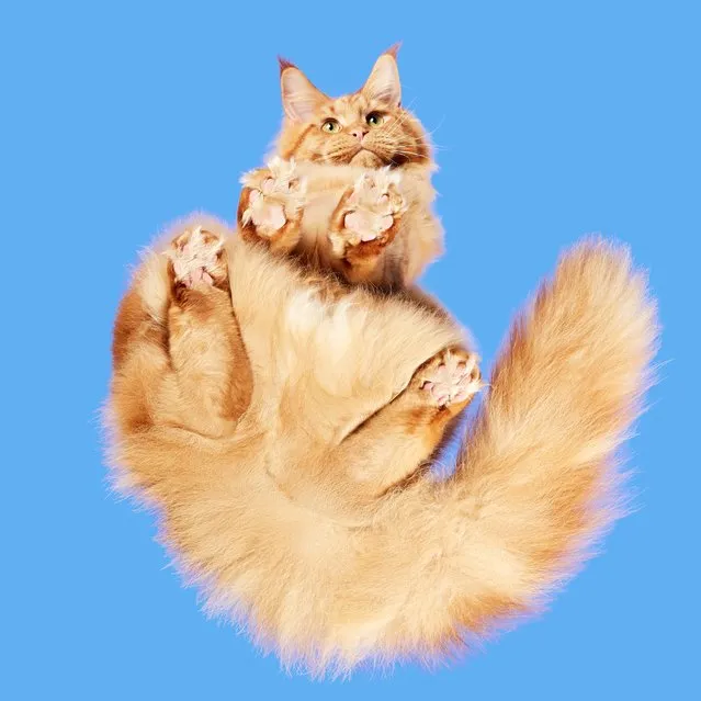 In his adorable series of images, photographer Andrius Burba takes a look at all kinds of furry and fantastic moggies – from underneath. From furry fluff-balls to hairless kitties, felines from all corners of the globe make up the creative photographer's latest project. Andrius, from Lithuania, created a technique whereby his camera is hidden in a Perspex box, that the cats are encouraged to walk across – resulting in some truly wonderful captures. (Photo by Andrius Burba/Caters News Agency/Underlook)