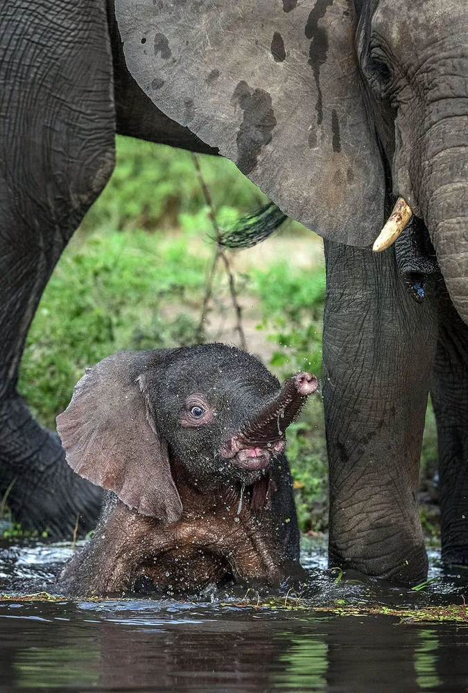 Baby Elephant Gets Stuck in a Pool of Water