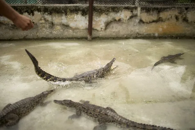A baby Cuban crocodile (Crocodylus rhombifer), which just arrived from Havana National Zoo, is released into an enclosure at to a hatchery at Zapata Swamp National Park, June 4, 2015. Ten baby crocodiles have been delivered to a Cuban hatchery in hopes of strengthening the species and extending the bloodlines of a pair of Cuban crocodiles that former President Fidel Castro had given to a Soviet cosmonaut as a gift in the 1970s. Picture taken June 4, 2015. REUTERS/Alexandre Meneghini 
