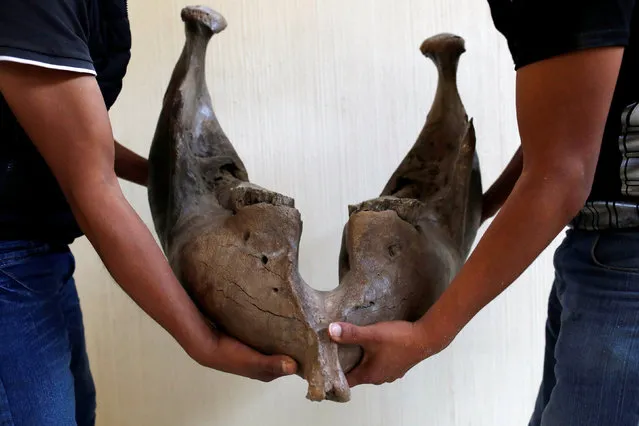 Restorers carry the jaw of a mammoth (Mammuthus Columbi) in Tultepec, on the outskirts of Mexico City, March 13, 2017. (Photo by Carlos Jasso/Reuters)