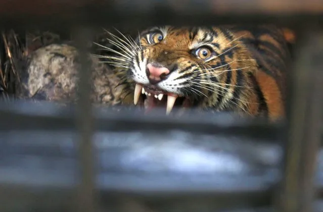 A Sumatran tiger (Phantera tigris sumatrae) is seen on the cage after evacuated by officers at Palembayan Village, Agam District, West Sumatra Province on January 11, 2021. Sumatran tigers evacuated to prevent conflict with humans, previously this tiger was reported to have chased a resident's cow. Sumatran tigers are listed as critically endangered by the International Union for Conservation of Nature, with less than 400 left in the wild. (Photo by Adi Prima/Anadolu Agency via Getty Images)